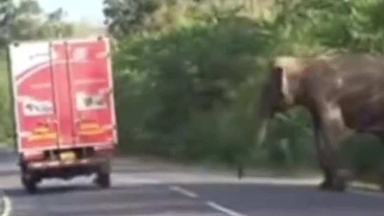 Humanity Touches Deep (Baby Elephant)