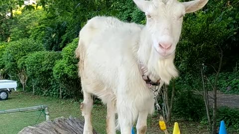 かわいい山羊さんの芽衣ちゃんの映像