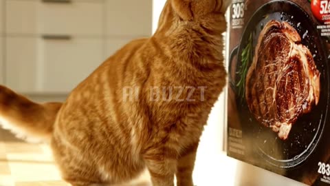 Orange Tabby Learns to Grill: Watch Meow-ster Chef Prepare His Own Meal