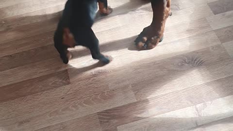 Battle of the Bones: The Epic Toy Tug-of-War Between a Doberman and a Dachshund!