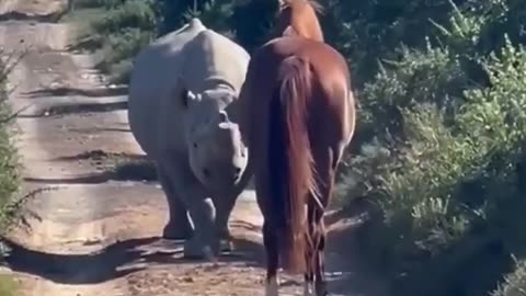 Aloof Horse Meets Shy Rhino: An Unlikely Friendship