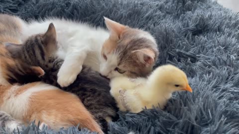 Baby Chicken Thinks that the Cat's Mother is his Mom