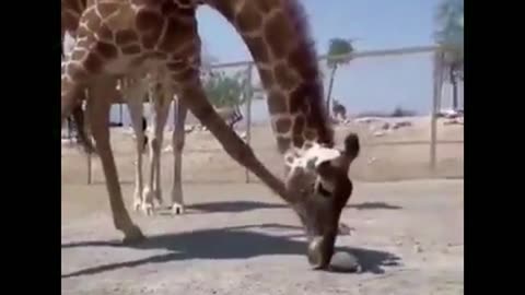 memes scavenged from the corners of the internet part 273