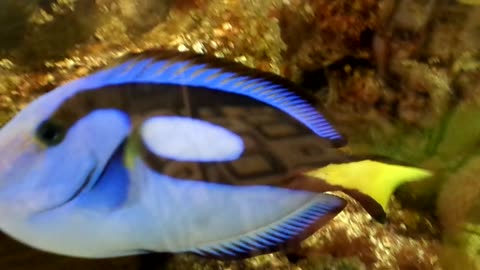 Another take of the aquarium