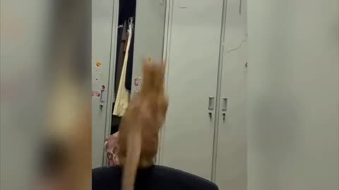 Cat jumping very fanny video