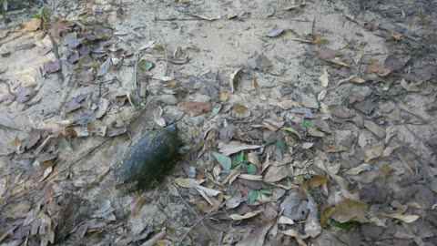 Baby Turtle say Whaaaa?