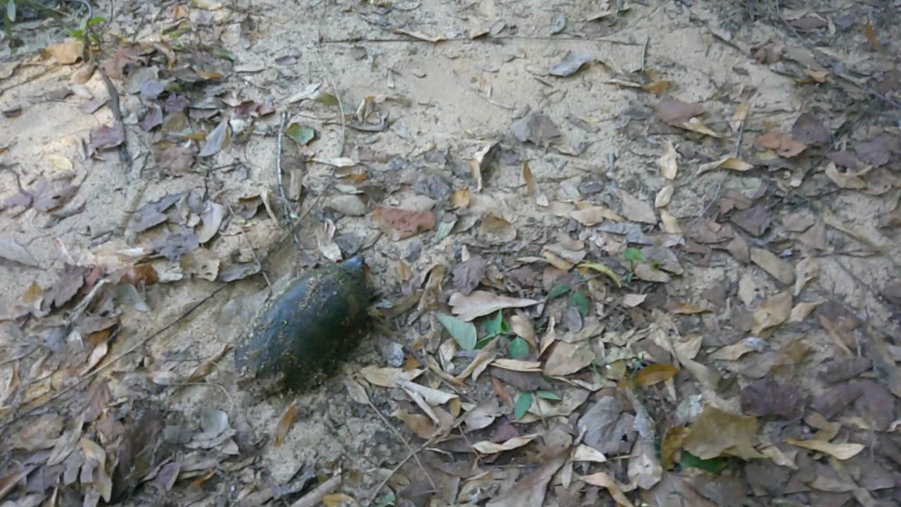 Baby Turtle say Whaaaa?