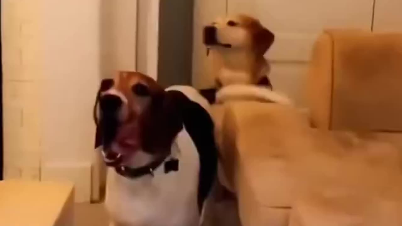 Happy Tails