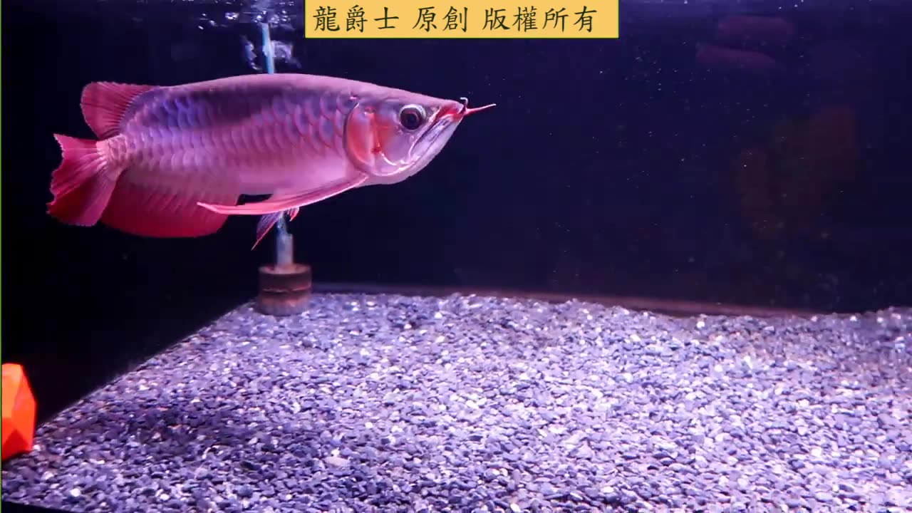 【龍爵士】龍魚百科 紅龍的定義