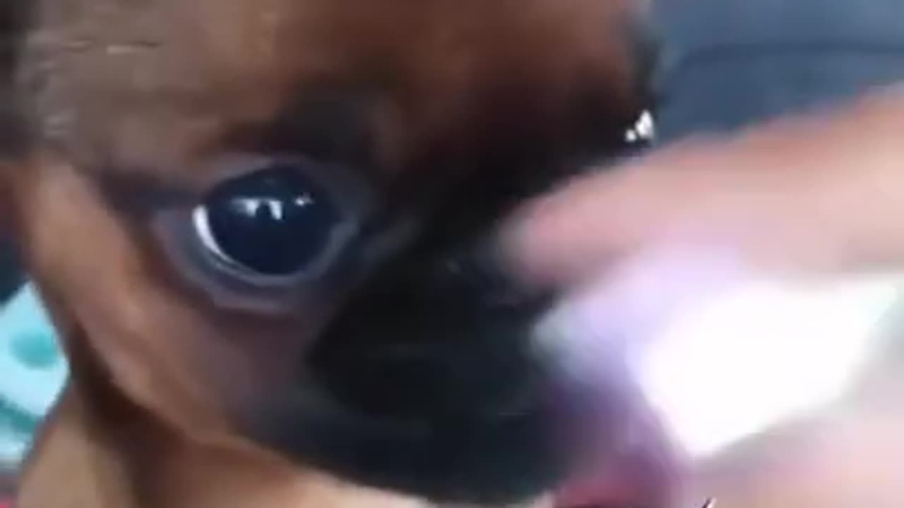 Funny animals