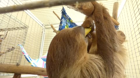 Sloth enjoying dinner