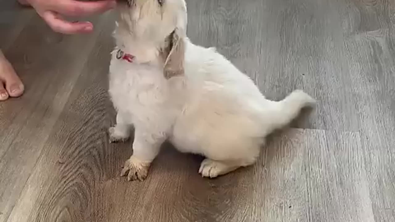 Shocking: How to Train "sit" to your puppy!
