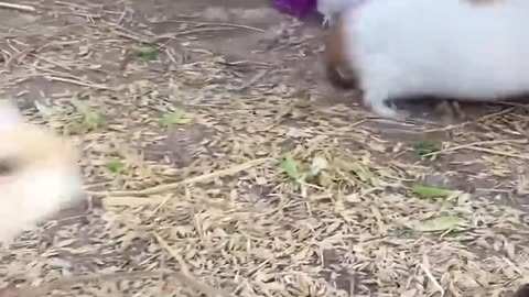 funny guinea pig