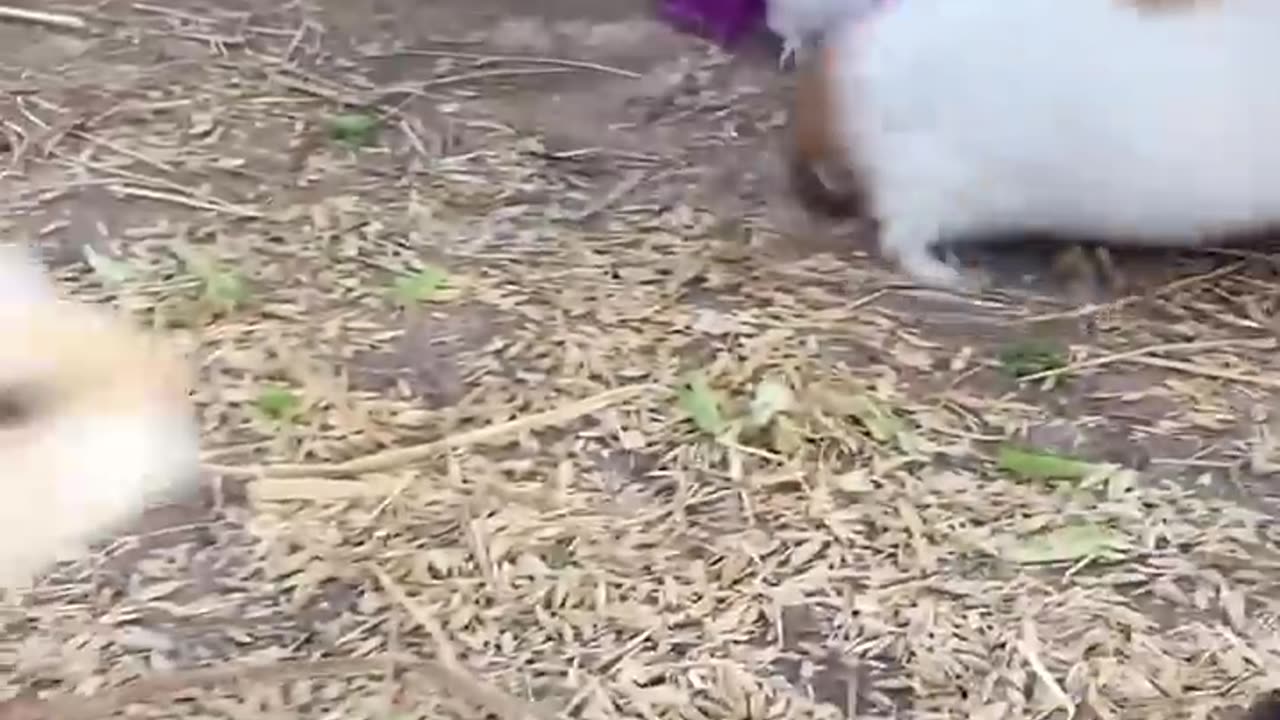 funny guinea pig