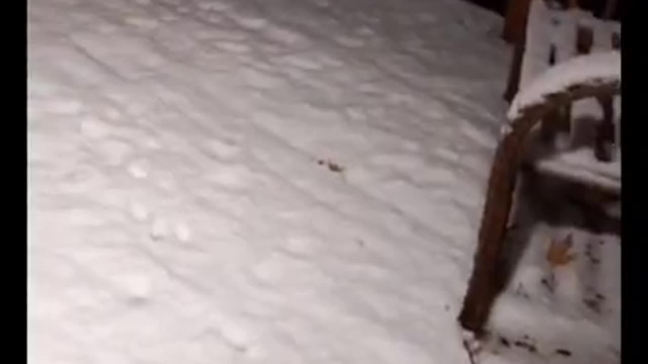 Playful Pets at Home