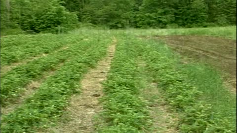 Cover Cropping Techniques ... - Cover Cropping Techniques - Upinngill, Gill, MA - edu.uvm.cropping.3