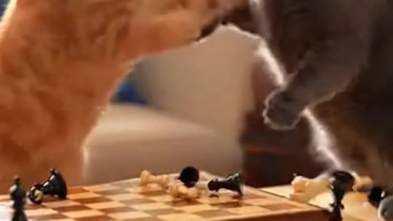 Grandmaster Meow The Queen's Gambit 🐱♟️