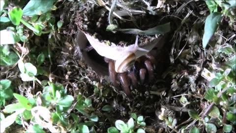 Trapdoor Spider Meets The Snail