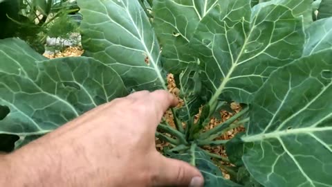 Why I Prefer Collards to Cabbage