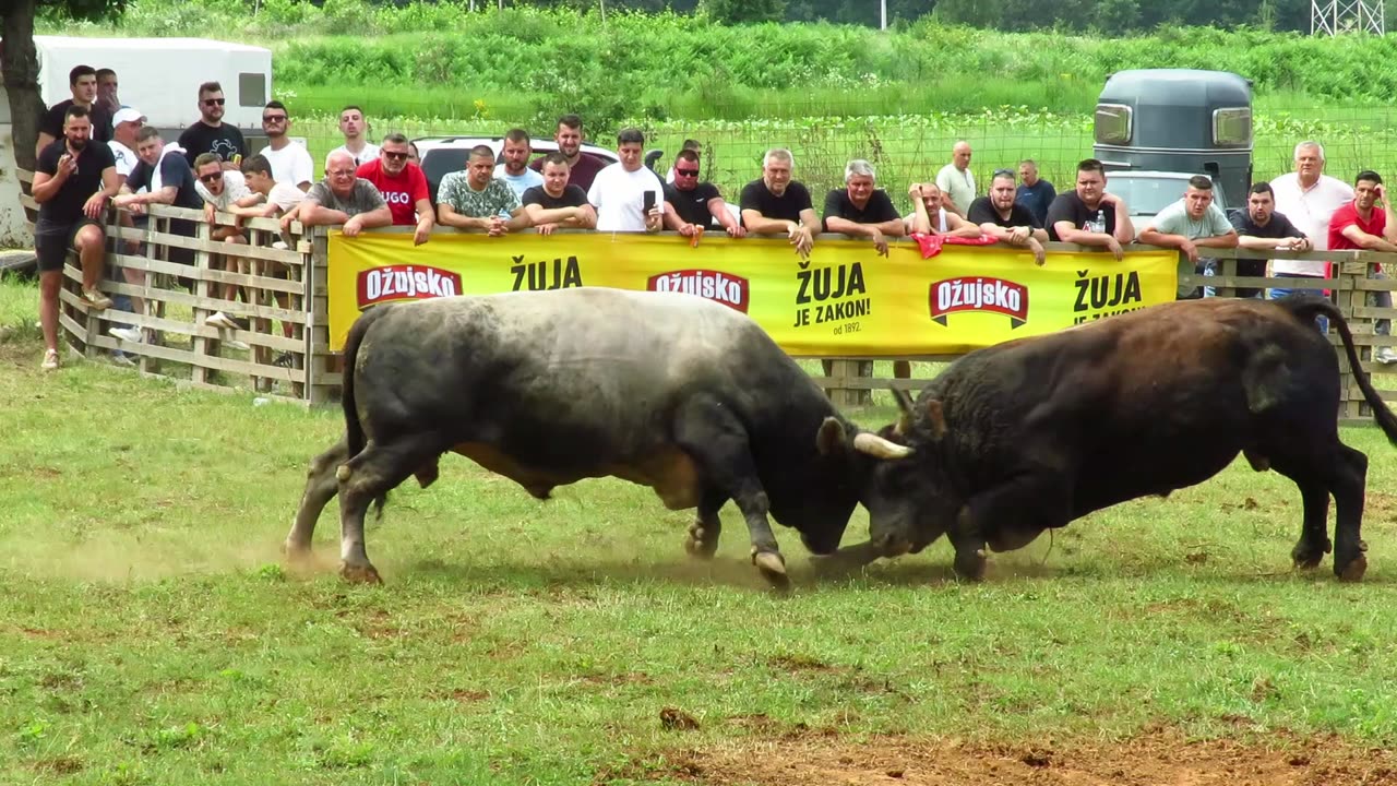 Zećo od Brašnarevića vs Drogba od Baće Kočerin 2024