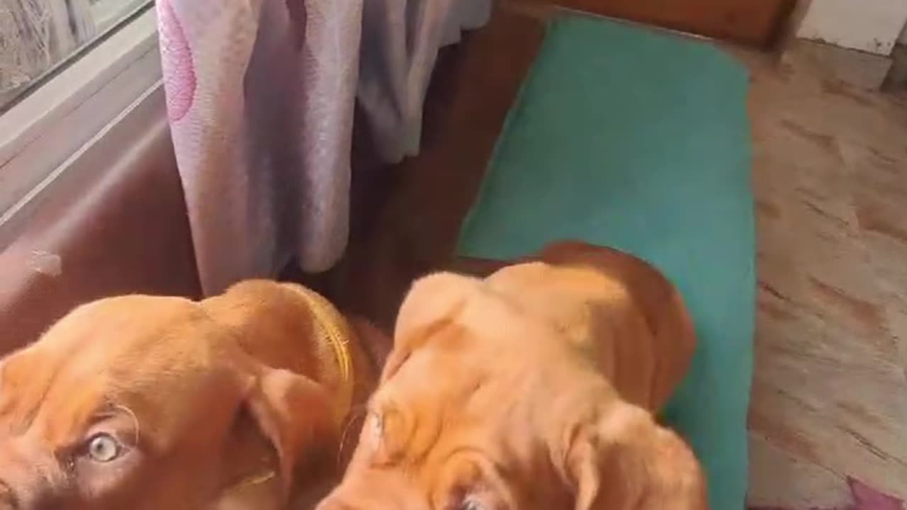 Mastiff Mishaps: 99% Angel 1% Trouble!!! 🐕✌️💖