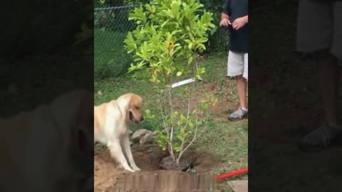 A selection of funny moments with animal #377