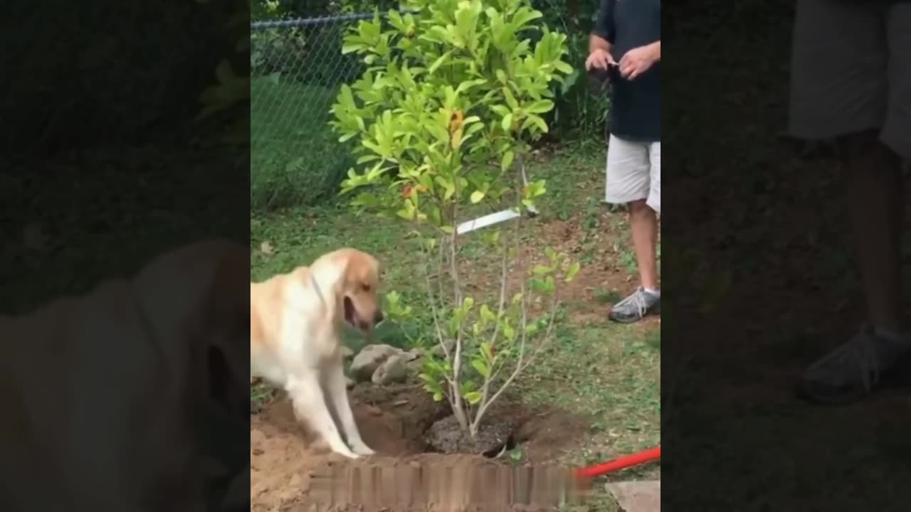 A selection of funny moments with animal #377