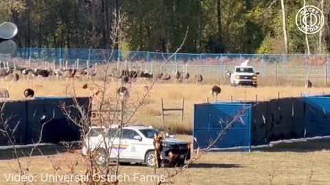 CFIA in Canada training ostriches to line up and FOLLOW to the slaughter house