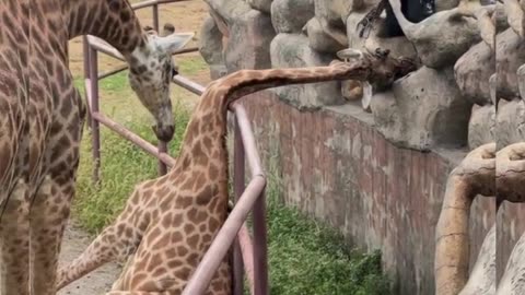 This giraffe's head is stuck in a dead state😨 #shorts #viral