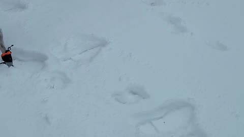 Puppy playing in snow