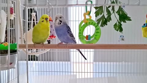 What're you doing_ Gorgeous budgies chirping #budgiebliss #cutebirds #birdslover #cutepets #parrot