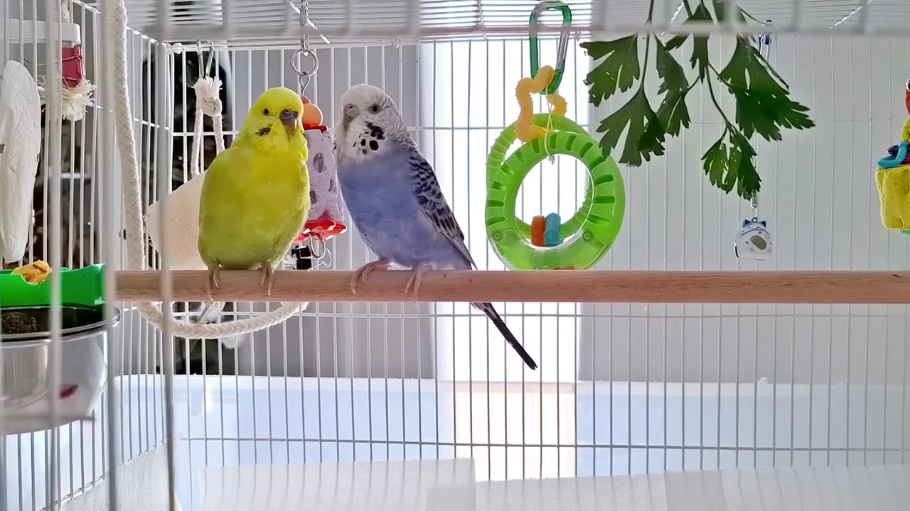 What're you doing_ Gorgeous budgies chirping #budgiebliss #cutebirds #birdslover #cutepets #parrot
