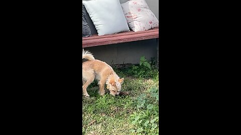 Clemson video from Sunday