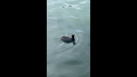 Coot #coot #swimming #viral #followme #shorts #trending