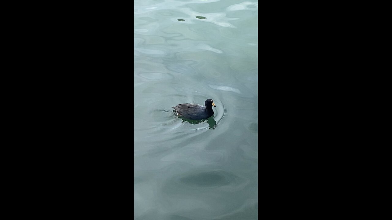 Coot #coot #swimming #viral #followme #shorts #trending