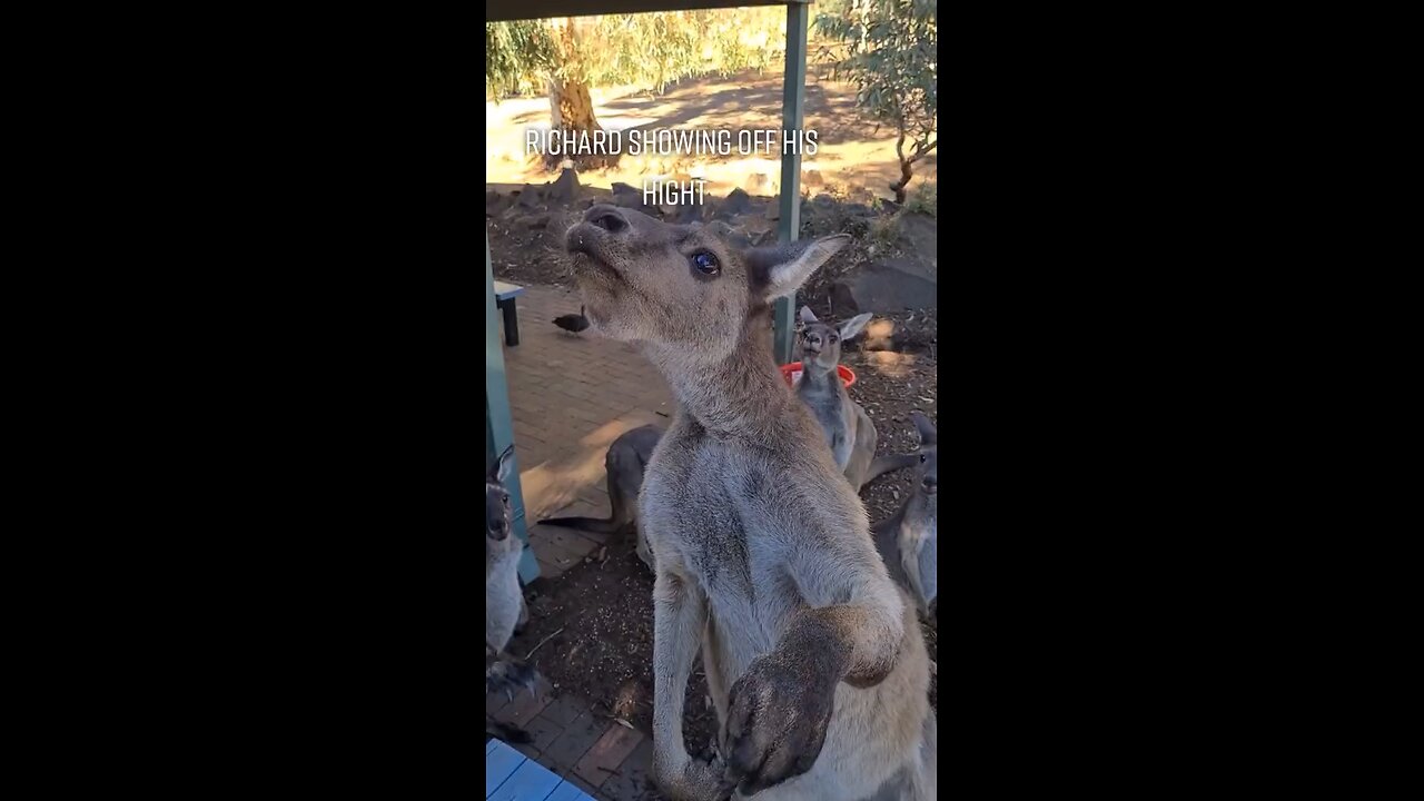 Kangaroo diaries only in Australia 🇦🇺