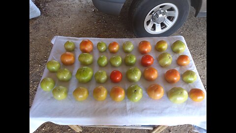 Tomatoes Survived The Freeze 11/17/25