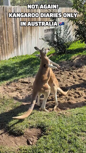 Kangaroo diaries only in Australia