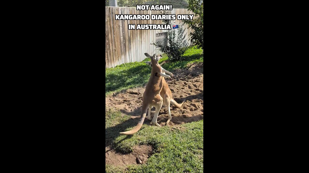 Kangaroo diaries only in Australia