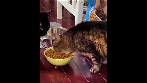 The hungriest cat!