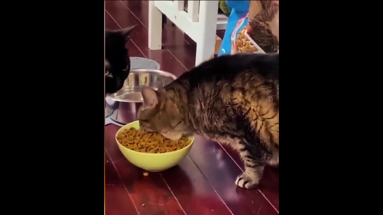 The hungriest cat!