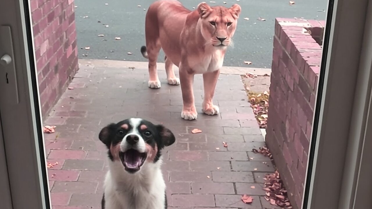 When Your Dog Makes Friends with Other Animals 😂