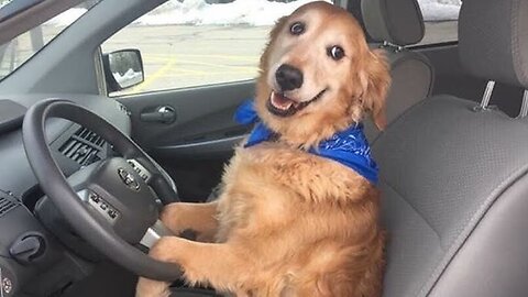 FUNNIEST Animal Videos That Make Us Laugh Uncontrollably in 2025 😂