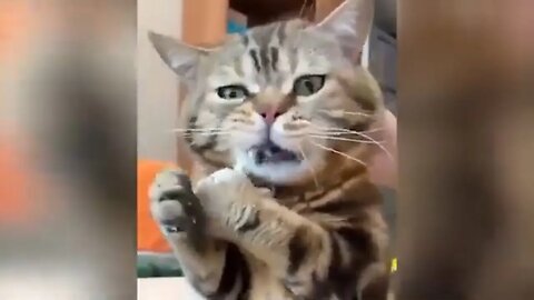 Hilarious Cat Moments (Volume 5)