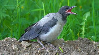 Hooded Crow Baby Fledgling Grooming / Preening