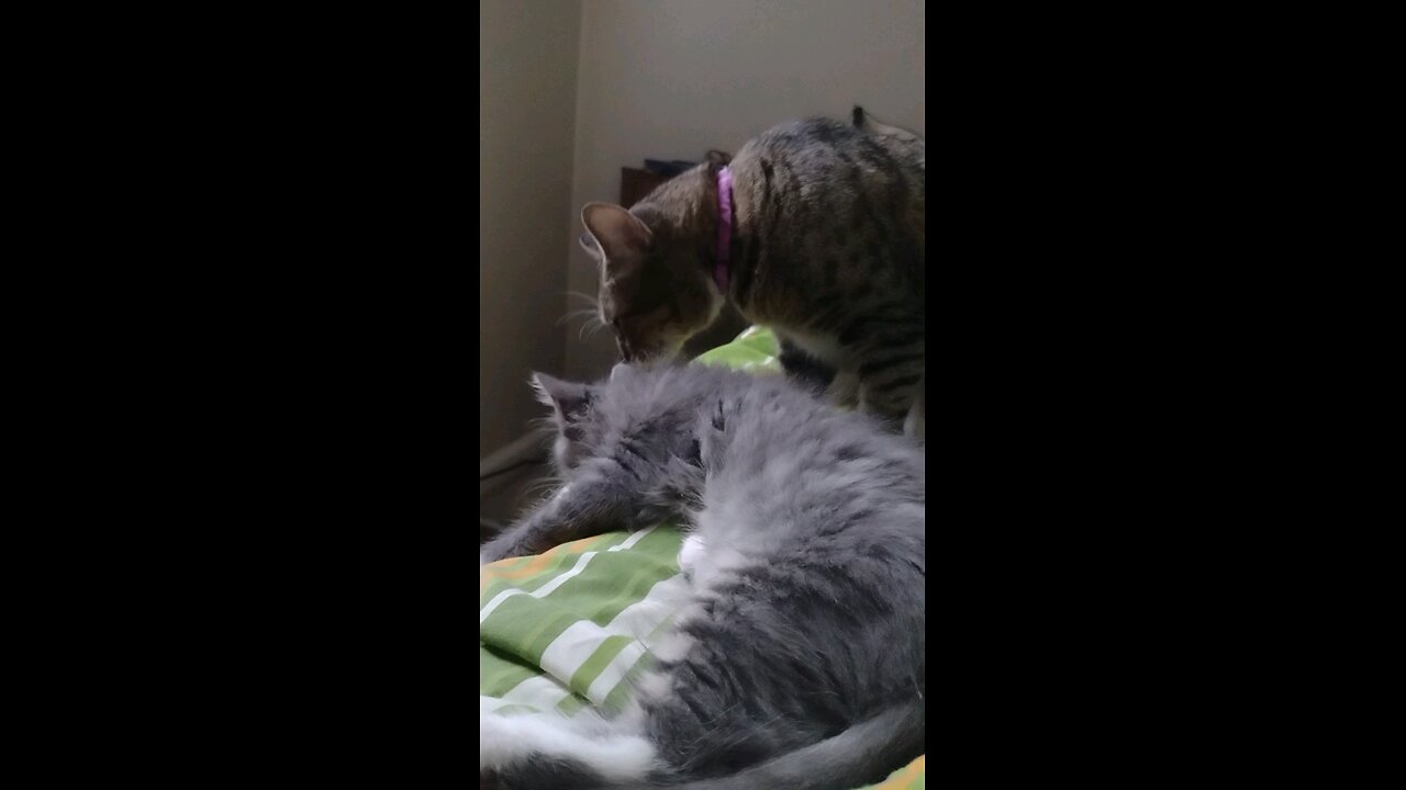 Cat Love, Shanti adopts a kitten