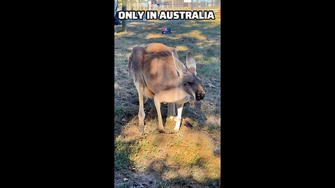 Kangaroos relaxing