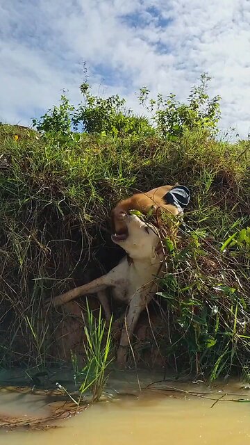 Viral video SokYaa, OG, Pao & Mom Are Famous Around The World #shorts #anime #trend #edit