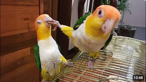 I Wanted a Parrot, But God Gave Me a Comedian! 🤣 Funniest Parrots Video