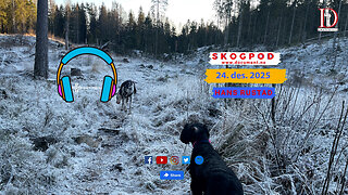 Skogpod 24. desember 2025